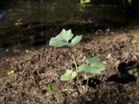 Petasites spurius Lilla Frö, Mörbylånga, Öland, Sweden 20170526_0121