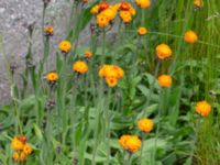 Pilosella aurantiaca Louisedalsgården, Käglinge, Malmö, Skåne, Sweden 20210610_0037