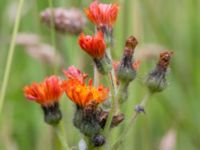 Pilosella aurantiaca Tittentevägen, Svedala, Skåne, Sweden 20160617_0062