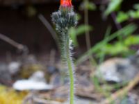 Pilosella aurantiaca ssp. aurantiaca Magasinsgatan, Malmö, Skåne, Sweden 20200525_0018