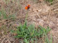 Pilosella aurantiaca ssp. aurantiaca Prästängens NR, Munka-Ljungby, Ängelholm, Skåne, Sweden 20180718_0008