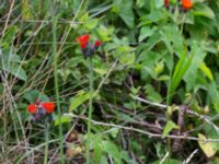 Pilosella aurantiaca ssp. aurantiaca Svanetorpsvägen, Åkarp, Lomma, Skåne, Sweden 20160716_0090