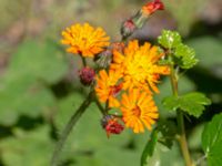 Pilosella aurantiaca ssp. aurantiaca Ulricedal, Malmö, Skåne, Sweden 20190617_0026