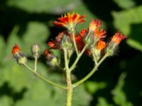 Pilosella aurantiaca ssp. aurantiaca Ulricedal, Malmö, Skåne, Sweden 20190617_0027