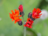 Pilosella aurantiaca ssp. aurantiaca var. aurantiaca Klosterängshöjden, Lund, Skåne, Sweden 20170710_0111