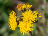 Pilosella aurantiaca ssp. dimorpha 694 m S Örja kyrka, Landskrona, Skåne, Sweden 20180529_0004