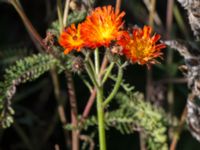 Pilosella aurantiaca subsp. aurantiaca Åkerlund och Rausings väg, Lund, Skåne, Sweden 20171009_0001