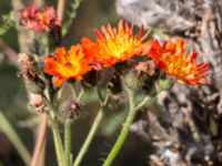 Pilosella aurantiaca subsp. aurantiaca Åkerlund och Rausings väg, Lund, Skåne, Sweden 20171009_0002