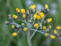 Pilosella cymosa Östra Lärketorps sandgrop, Mjölby, Östergötland, Sweden 20190607_0660