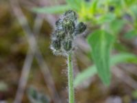 Pilosella cymosa Marmorbruket, Krokek, Norrköping, Östergötland, Sweden 20190608_0349