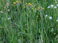 Pilosella cymosa ssp. cymosa Östra Lärketorps sandgrop, Mjölby, Östergötland, Sweden 20190607_0657