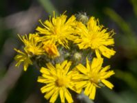 Pilosella cymosa var. cymosa Getå, Norrköping, Östergötland, Sweden 20190608_0376