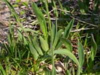 Pilosella cymosa var. cymosa Getå, Norrköping, Östergötland, Sweden 20190608_0378