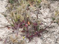 Pilosella cymosa var. gotlandica Gynge alvar, Mörbylånga, Öland, Sweden 20150606_0109