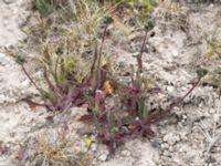 Pilosella cymosa var. gottlandica Gynge alvar, Mörbylånga, Öland, Sweden 20150606_0109