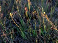 Pilosella cymosa var. gottlandica Mysinge alvar, Mörbylånga, Öland, Sweden 20150605_0285