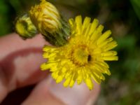 Pilosella flagellaris Klosters fälad, Lund, Skåne, Sweden 20190618_0108