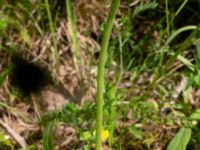 Pilosella flagellaris Klosters fälad, Lund, Skåne, Sweden 20190618_0111