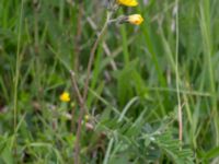 Pilosella lactucella Gyetorpskärret, Kristianstad, Skåne, Sweden 20170610_0083