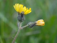 Pilosella lactucella Gyetorpskärret, Kristianstad, Skåne, Sweden 20170610_0084