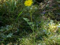 Pilosella officinarum ssp. officinarum Horna fure, Åhus, Kristianstad, Skåne, Sweden 20160827_0038