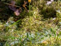 Pilosella officinarum ssp. officinarum Horna fure, Åhus, Kristianstad, Skåne, Sweden 20160827_0039