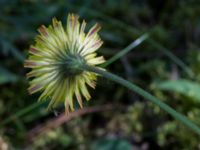 Pilosella officinarum ssp. officinarum Horna fure, Åhus, Kristianstad, Skåne, Sweden 20160827_0040