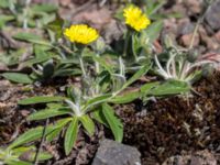 Pilosella officinarum ssp. peleteriana Solviken, Mölle, Höganäs, Skåne, Sweden 20150515_0066