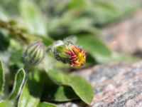 Pilosella officinarum ssp. peleteriana Solviken, Mölle, Höganäs, Skåne, Sweden 20150515_0147