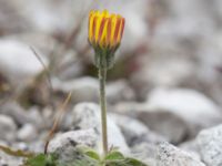 Pilosella officinarum ssp. pilosella Limhamns kalkbrott, Malmö, Skåne, Sweden 20160819_0007