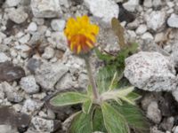 Pilosella officinarum ssp. pilosella Limhamns kalkbrott, Malmö, Skåne, Sweden 20160819_0008