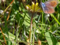 Pilosella officinarum ssp. pilosella Vitemölla strövområde, Simrishamn, Skåne, Sweden 20160606_0156