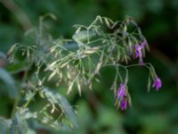 Prenantes purpurea Botaniska trädgården, Lund, Skåne, Sweden 20180701_0022