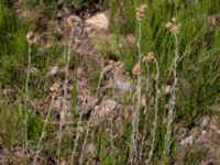 Pseudognaphalium luteoalbum Järnvägsspår Ulvögatan, Malmö, Skåne, Sweden 20190806_0034