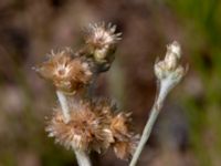 Pseudognaphalium luteoalbum Järnvägsspår Ulvögatan, Malmö, Skåne, Sweden 20190806_0036