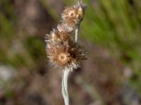 Pseudognaphalium luteoalbum Järnvägsspår Ulvögatan, Malmö, Skåne, Sweden 20190806_0037