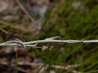 Pseudognaphalium luteoalbum Järnvägsspår Ulvögatan, Malmö, Skåne, Sweden 20190806_0039