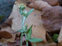 Pseudognaphalium luteoalbum UB-parken, Lund, Skåne, Sweden 20161008_0001