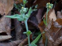 Pseudognaphalium luteoalbum UB-parken, Lund, Skåne, Sweden 20161008_0006