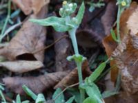 Pseudognaphalium luteoalbum UB-parken, Lund, Skåne, Sweden 20161008_0008