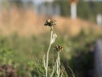 Pseudognaphalium luteoalbum Ulvögatan, Malmö, Skåne, Sweden 20170916_0214