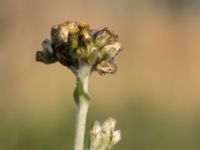 Pseudognaphalium luteoalbum Ulvögatan, Malmö, Skåne, Sweden 20170916_0215