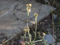 Pseudognaphalium luteoalbum Ulvögatan, Malmö, Skåne, Sweden 20170916_0219