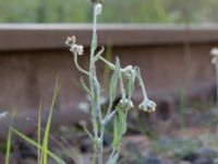 Pseudognaphalium luteoalbum Ulvögatan, Malmö, Skåne, Sweden 20170916_0223