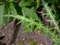 Ptilostemon afer Botaniska trädgården, Lund, Skåne, Sweden 20180629_0025