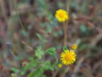 Pulicaria dysenterica Sevastopol-Yalta, Crimea, Russia 20150915_0367