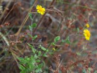 Pulicaria dysenterica Sevastopol-Yalta, Crimea, Russia 20150915_0369