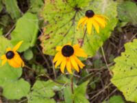 Rudbeckia fulgida Limhamns kalkbrott, Malmö, Skåne, Sweden 20160819_0016