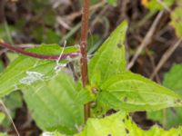 Rudbeckia fulgida Limhamns kalkbrott, Malmö, Skåne, Sweden 20160819_0017