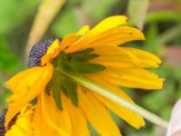 Rudbeckia fulgida Limhamns kalkbrott, Malmö, Skåne, Sweden 20160819_0018